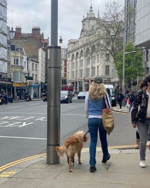 Trusted Care for Dogs at Home in West London