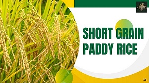 Health & Nutritional Benefits of Short Grain Paddy Rice
