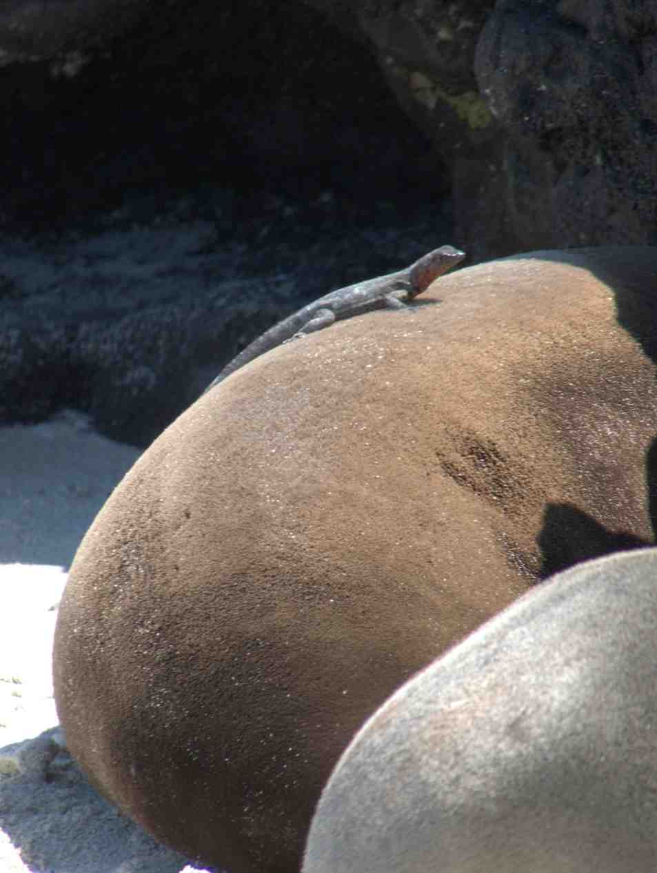 Yacht Charter Galapagos Best Way to Explore Islands