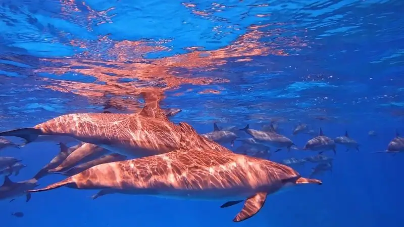 Red Sea Adventures Await with Deep South Divers in Marsa Alam