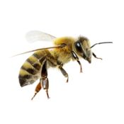 Safe Bees, Wasps & Hornets Removal Advice
