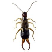 Trusted Earwig Control Solutions for a Pest-Free Home