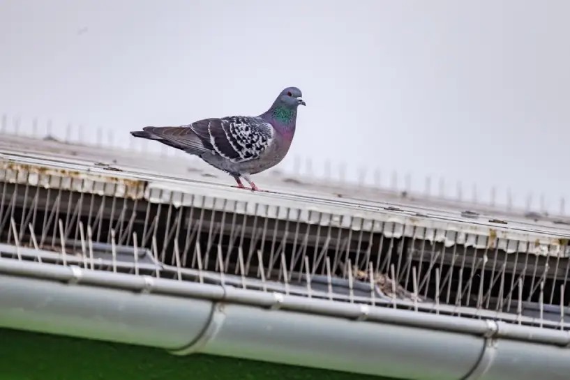 Guide to Bird Proofing Your Home in Whittier
