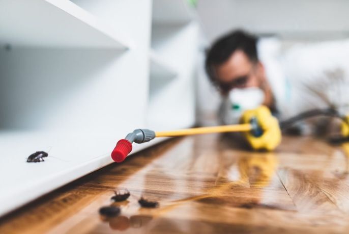Pest Control Rockland Trusted Local Home Pest Removal