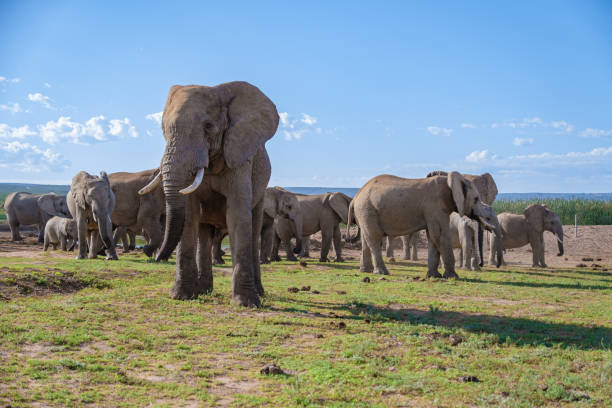 Kruger National Park vs Addo Elephant Park
