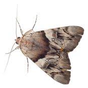 Trusted Moth Extermination for Safe Homes in Canada