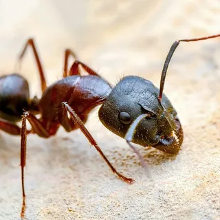 Ant Control Calgary Trusted & Effective Home Protection