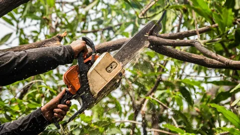 Expert Tree Surgeon Chesterfield – Treemendous LLC