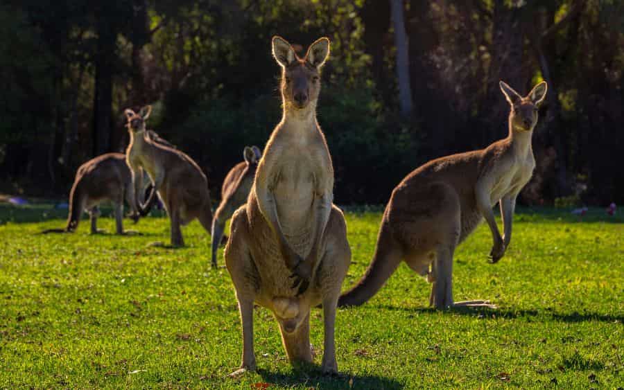 Wildlife in Australia: Where to See Kangaroos & Koalas