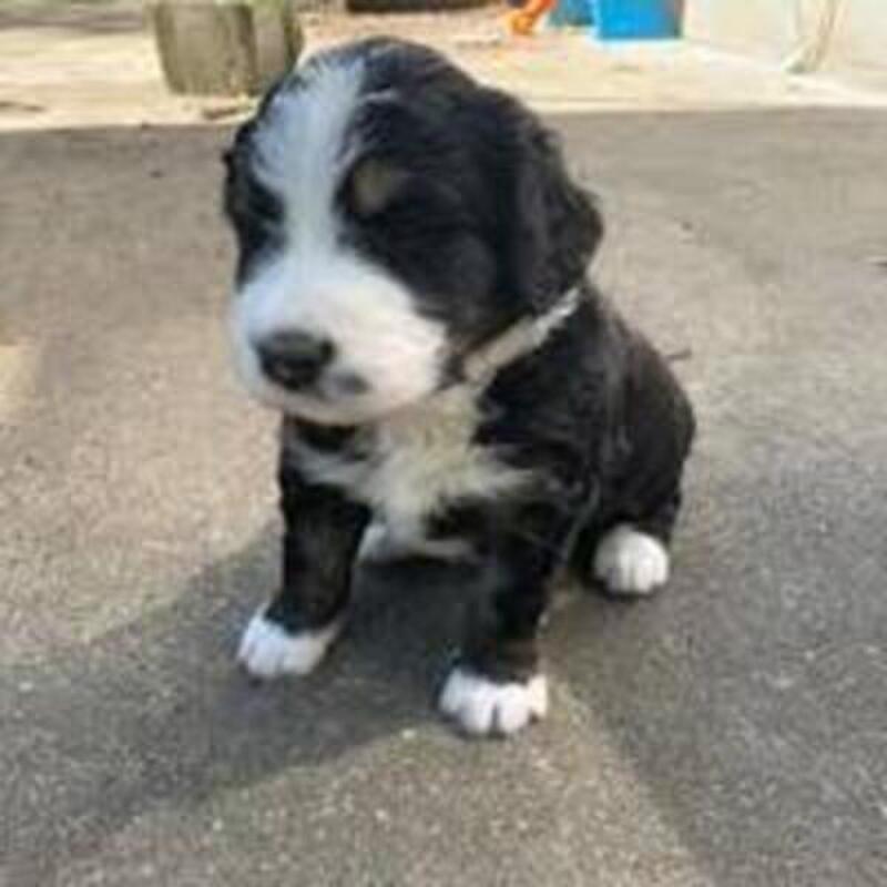Finding the Best Bernedoodle Breeder South carolina