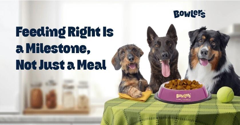 Why Choosing the Right Dog Food Matters
