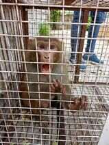 Monkey Catcher Service in Jaipur