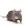Facing the Reality of Rats in Hamilton