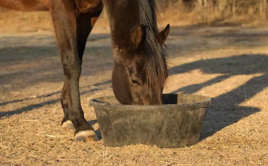 Can Textured Feed Improve a Horse’s Energy and Stamina?