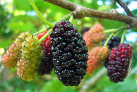 Mulberry Farming in India