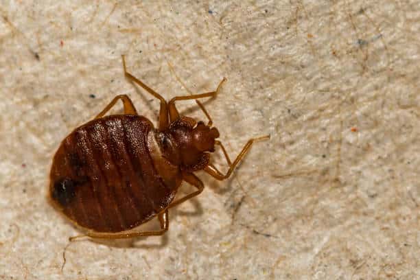 Flea and Mite Extermination in Canada