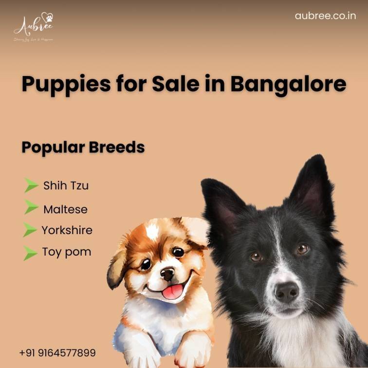 Maltese Puppies for Sale in Bangalore-by Aubree.co.in