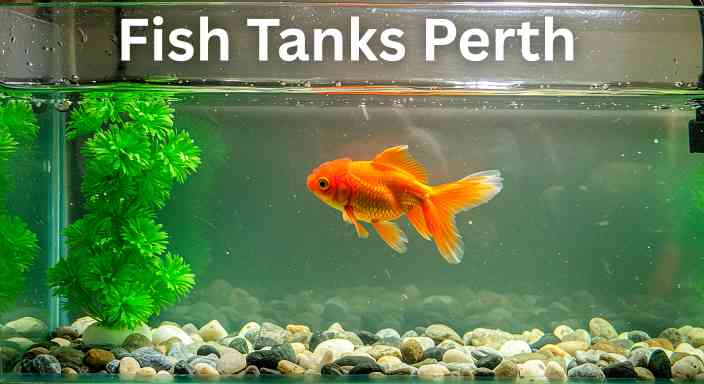 Choosing, and Living With Aquariums