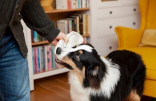 Detailed Canine Behaviour Assessment in Edmonton for Emotional Wellbeing
