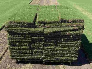 Professional Sod Placement for Strong Growth 1