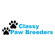 Dachshund Puppies for Sale – Classy Paw Breeders