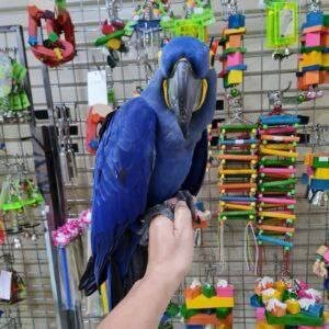 What to Expect During the Parrot Adoption Process