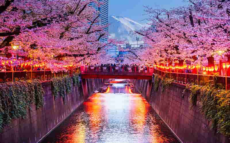 Best Time to Visit Japan for Cherry Blossoms