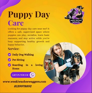 Pet Care Trends in Spring Hill