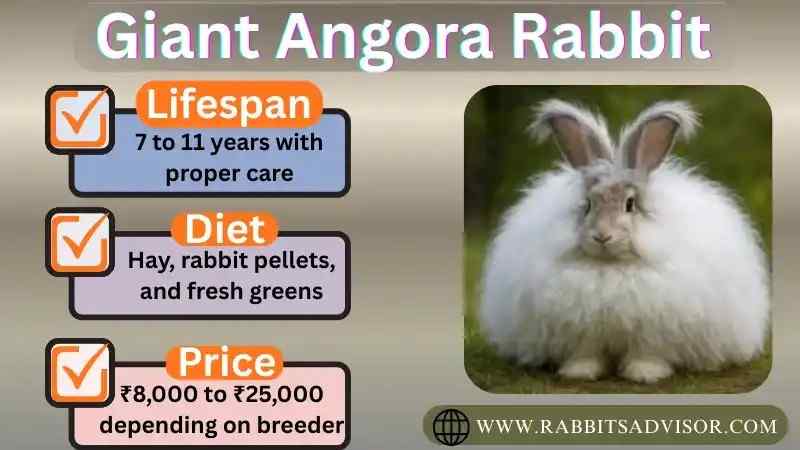 5 Best Rabbit Foraging Toys – Buy Right Now