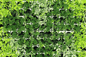 How Wall Garden Singapore Concepts Add to Plain Walls