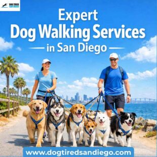 Expert Dog Walking Services in San Diego 1