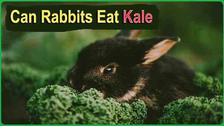 Can Rabbits Eat Kale?