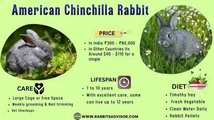American Chinchilla Rabbit Lifespan, Diet, Size, Care