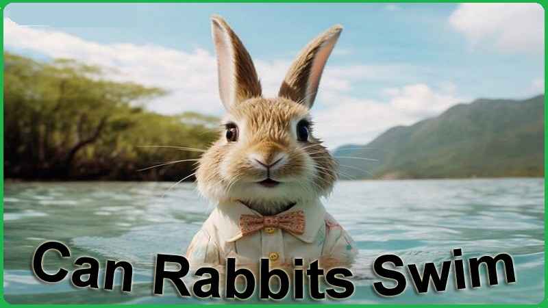 Can Rabbits Swim? Is It Safe for Bunnies or Not