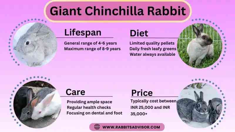Giant Chinchilla Rabbit Lifespan, Diet, Care, Size