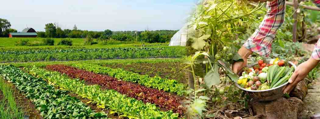 India Organic Farming Market Share 2025