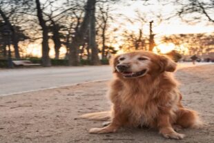golden retriever sitting sand park with afternoon sun 2 1 1 2