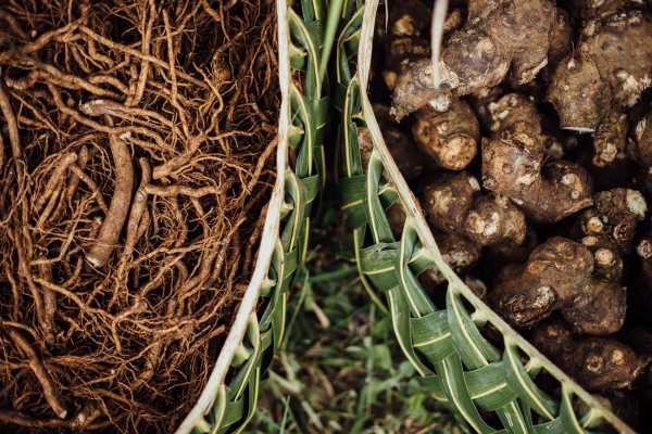 Kava – What you Need to Know