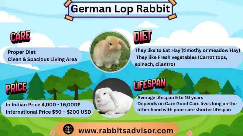 German Lop Rabbit Lifespan, Size, Diet, Care, and Facts