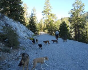 Puppy Training for Socialization Success