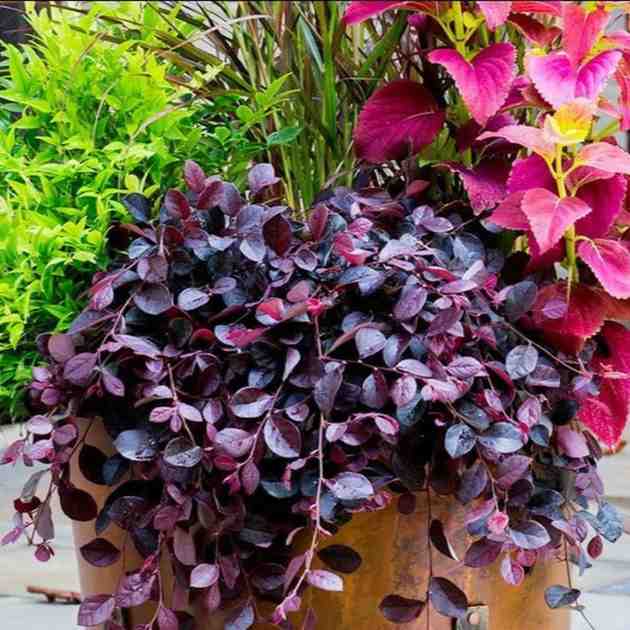 Top 10 Low-Maintenance Garden Plants for Every Home