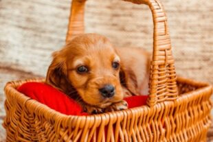 small dog lies cubby 1 1 2 1 1