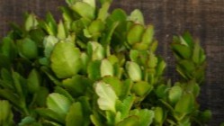 The World of Plants: Growth, Diversity, Importance