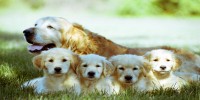 English Golden Retriever Indiana