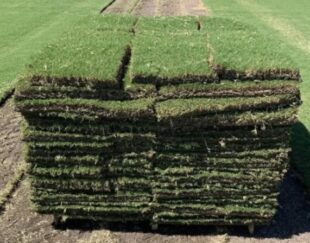 Lush Bermuda Sod for Jacksonville Lawns