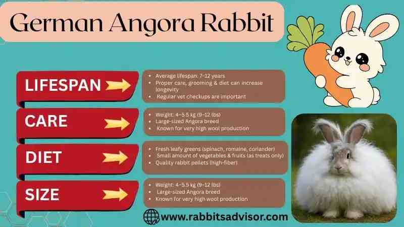 German Angora Rabbit Care, Diet, Lifespan, & Size