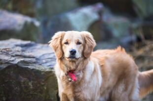 English golden retriever puppies 5