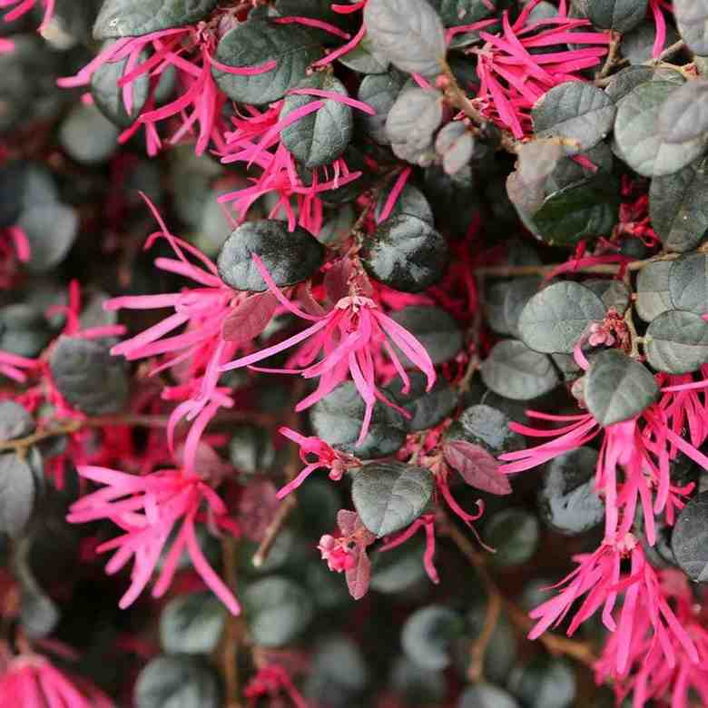 Best Time to Plant Purple Daydream Loropetalum Bush