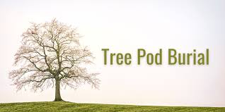 Tree Pod Burial: A Complete Guide to Eco-Friendly
