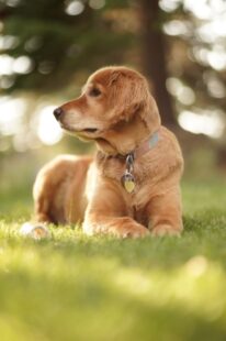English cream golden retriever puppies 1